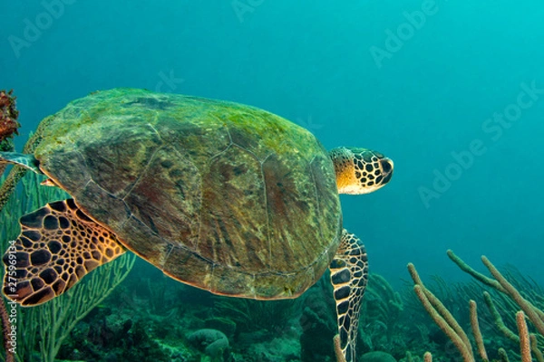 Obraz A beautiful green sea turtle swims glides over a Caribbean reef in Grenada, West Indies.