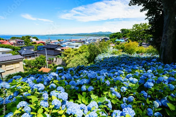 Obraz 雲昌寺のあじさいと海、寒風山。