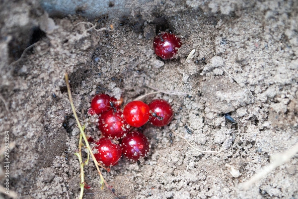 Fototapeta ants and berries in the ground. close-up.