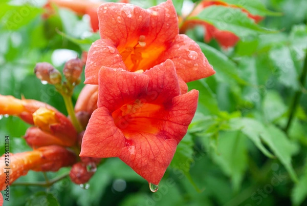 Obraz flower campsis in raindrops. summer in the garden