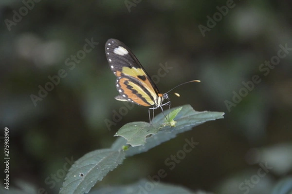 Obraz butterfly on a flower