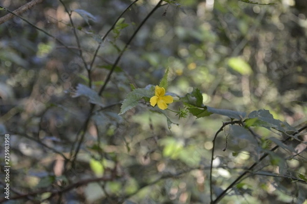 Obraz Nature