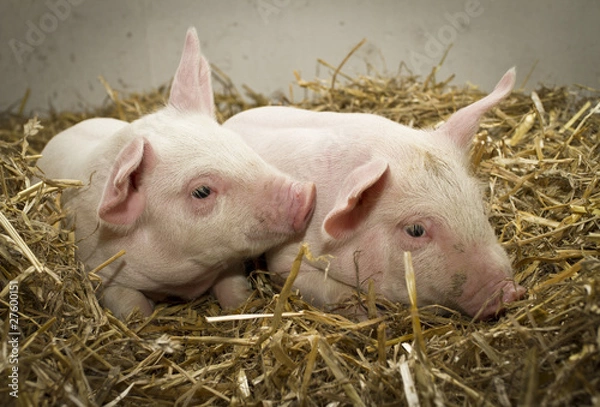 Fototapeta Pigs in barn V