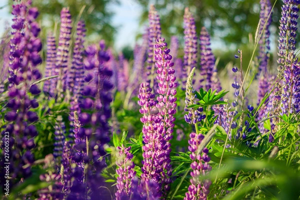 Fototapeta Lupinus, lupin, lupine field with pink purple and blue flowers. Bunch of lupines summer background