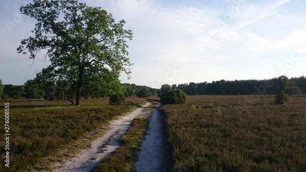 Fototapeta Wanderung in der Heide