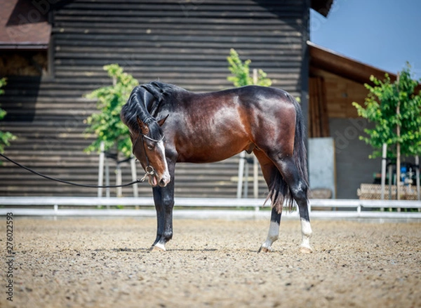 Fototapeta Handsome bay stallion posing in full growth