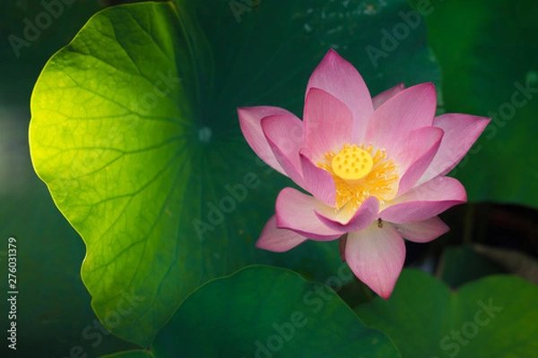 Fototapeta A beautiful pink lotus is blooming beautifully in pond