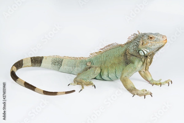 Obraz Iguana