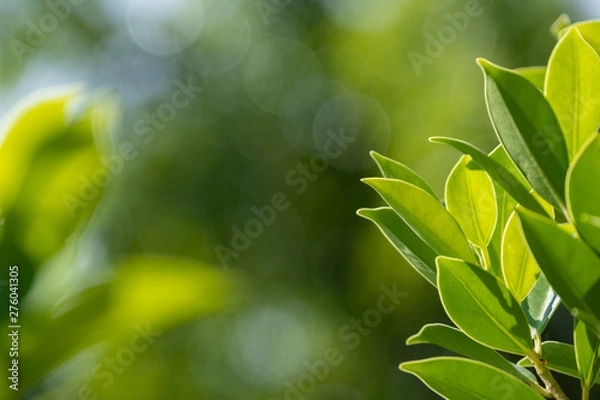 Obraz Green Leaves, foliage nature spring background blank for design