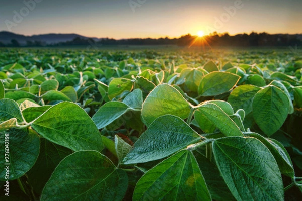 Fototapeta Soy field in early morning. Soy agriculture