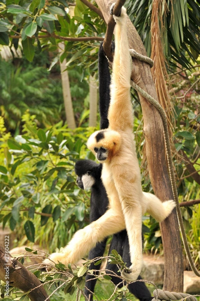 Fototapeta Two Northern White-cheeked Gibbon are hanging on a tree