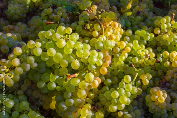 Fototapeta Raisin chenin
