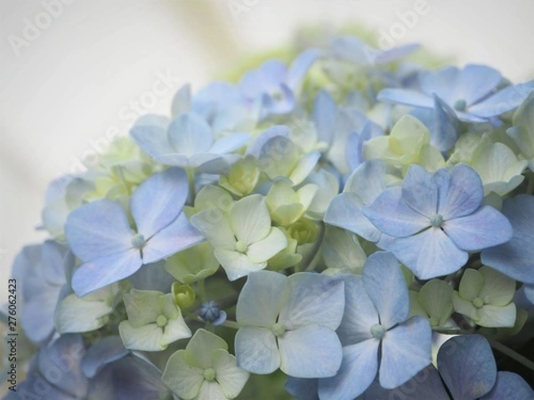 Fototapeta アジサイの花　初夏