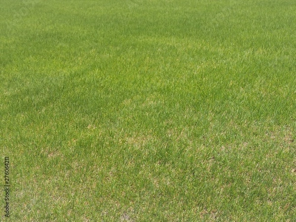 Fototapeta 初夏の芝生　