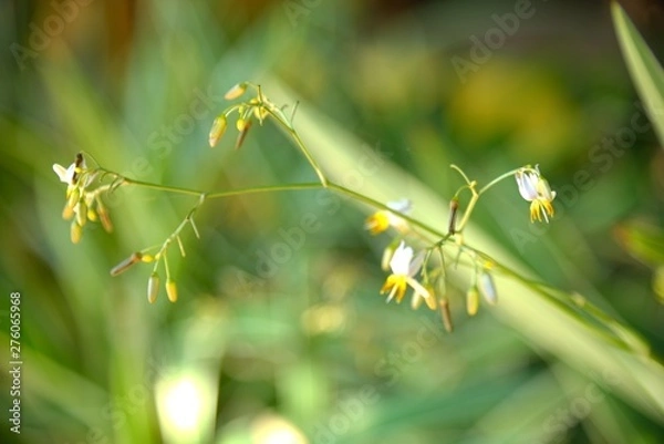 Obraz grass flowers in light nature