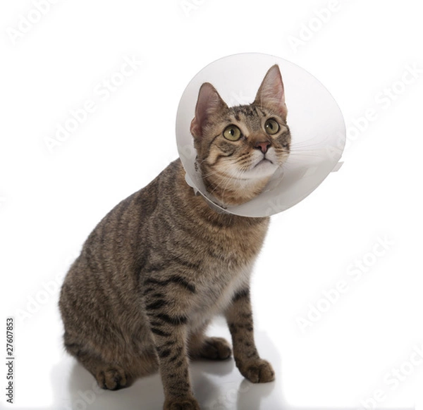 Obraz Cat in cone