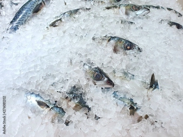 Obraz Top view of fresh mackerel or saba on ice for sale in the fish market at Thailand, seafood as a background (shot-bodied mackerel, Rastrelliger brachysoma, Ikan Temenung, Rumahan, Kembung Pelaling)