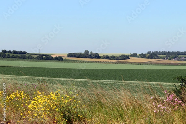 Fototapeta Des champs et des arbres