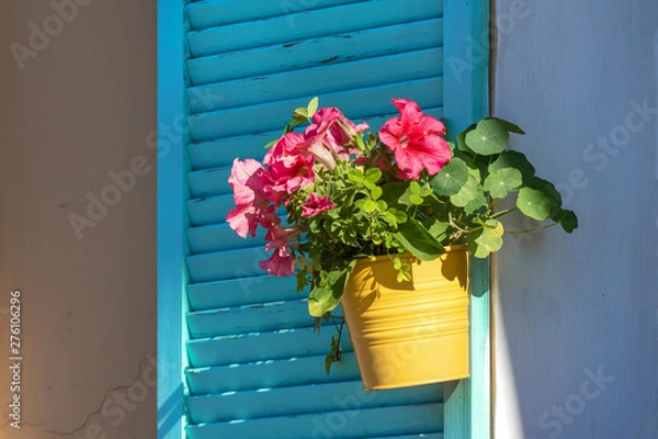 Fototapeta red flowers in a yellow pot on a window with blue wooden shutters