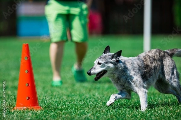 Fototapeta Grey dog running around red cone