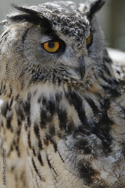 Obraz eagle owl portrait
