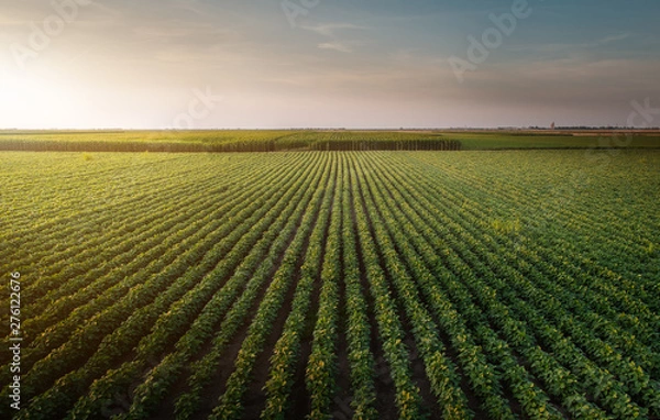 Fototapeta Soybean Field Rows
