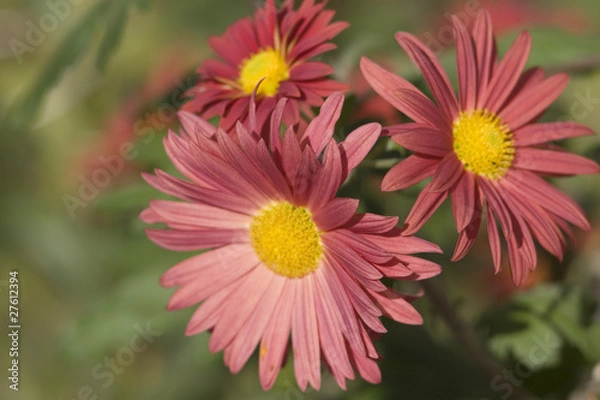 Fototapeta flora lovely