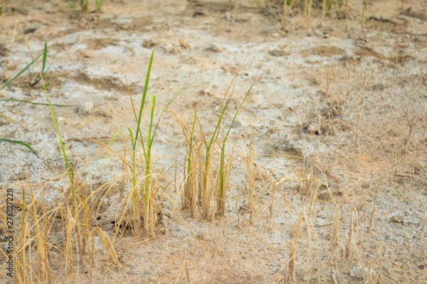 Fototapeta Jasmine rice seedlings