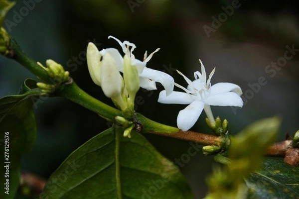 Obraz coffee flower blossoms