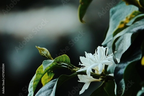 Obraz coffee flower blossoms