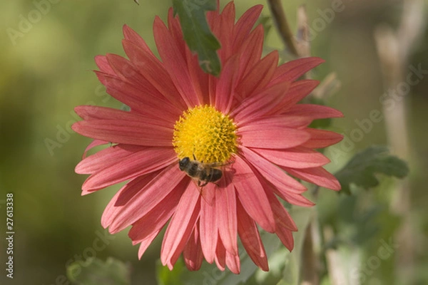 Fototapeta beautiful