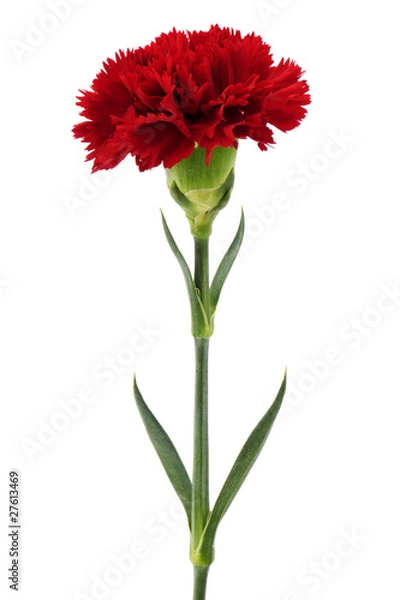 Obraz Red carnation