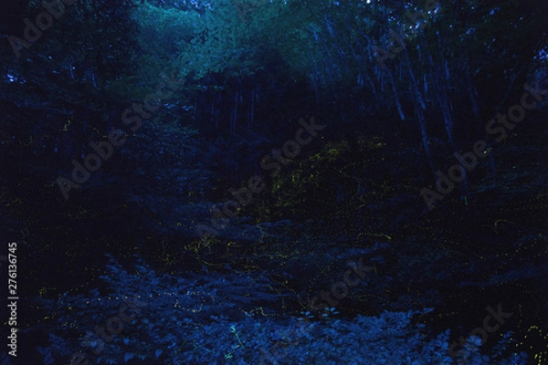 Obraz 蛍ヒメボタルの里