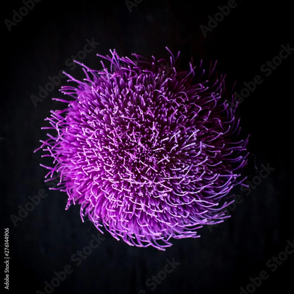 Obraz Thistle from above 