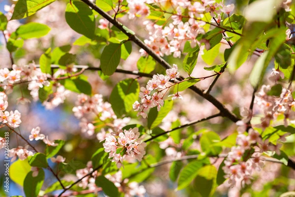 Fototapeta Spring flowers. Spring border or background art with pink blossom. Beautiful nature scene with blooming tree and sun flare. Sunny day. Beautiful Orchard.