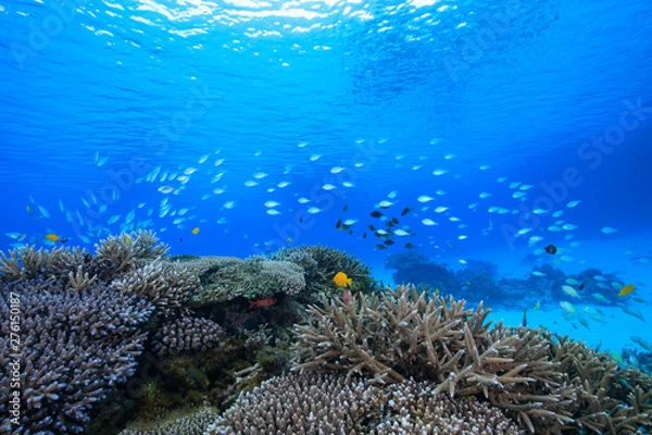 Fototapeta 慶良間諸島、サンゴに群れる魚