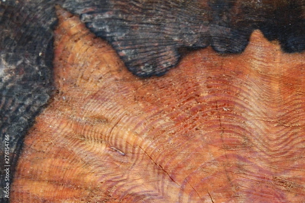Fototapeta Background. Dry branch on the stump