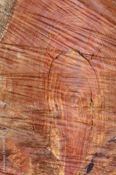 Fototapeta  Background. Traces of electric saws on the cut of the tree