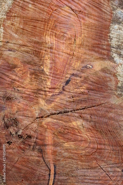 Fototapeta  Background. Tree rings on the stump
