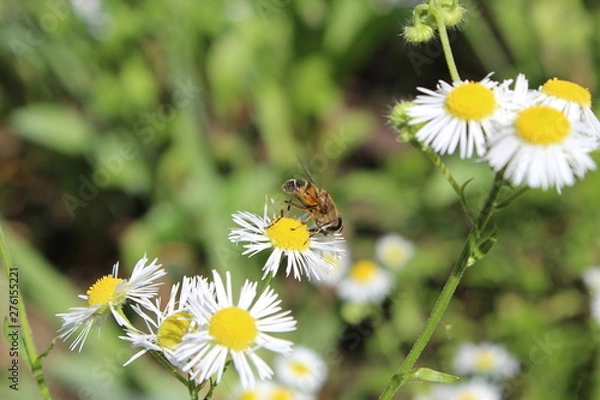 Fototapeta Bee closeup on daisy