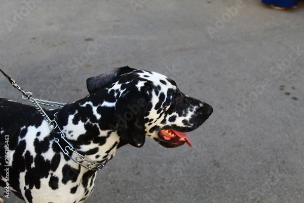 Obraz Dalmatian