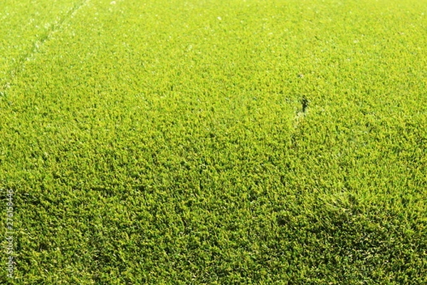 Obraz green grass and background