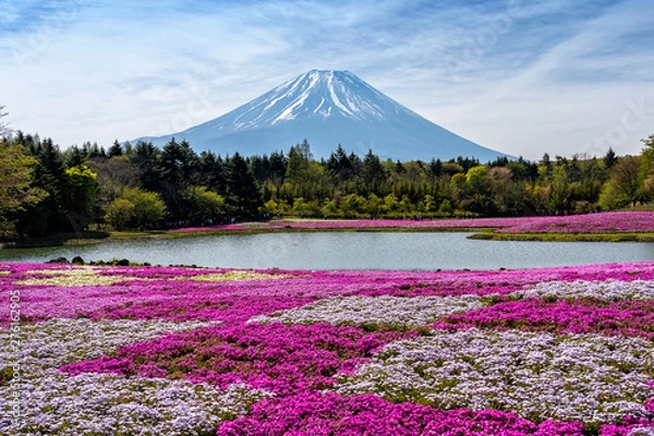 Obraz Fuji Mountain with colorful pinkmoss. Mount Fuji, Fujisan located on Honshu Island, is the highest mountain in Japan.