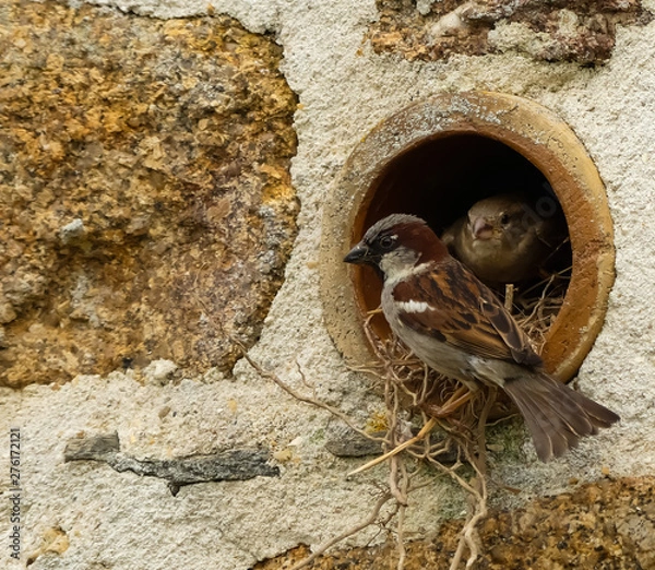 Fototapeta Close up of a male House Sparrow (Passer domesticus) outside its nest in a wall mounted clay drainage pipe, with the female sitting on twigs just inside the hole. Image with space for copy.