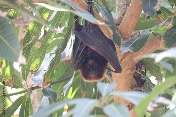 Obraz Rodrigues flying fox 