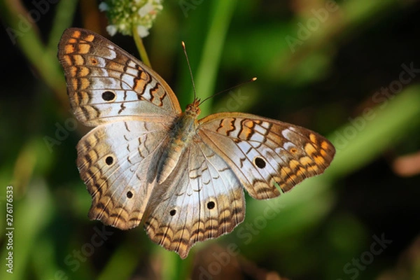 Fototapeta White Peacock Butterfly 02