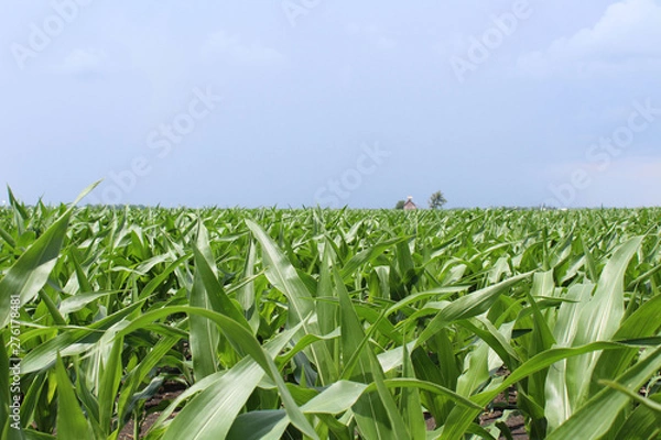 Obraz Corn Field with Crib in Background