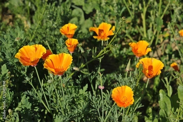 Fototapeta Kalifornischer Mohn (Eschscholzia californica)