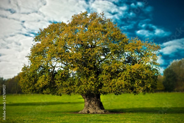 Obraz Tree and sky