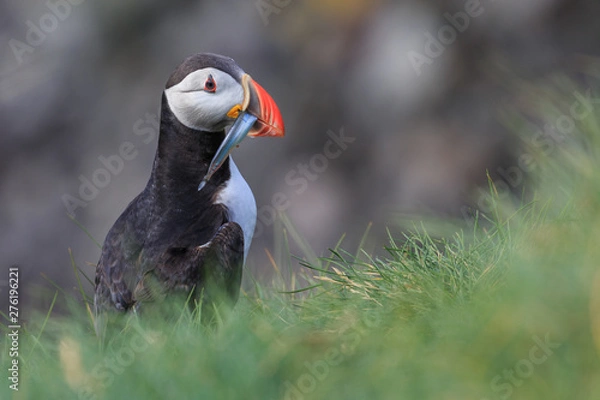 Obraz Papageintaucher mit Fisch im Schnabel in Island